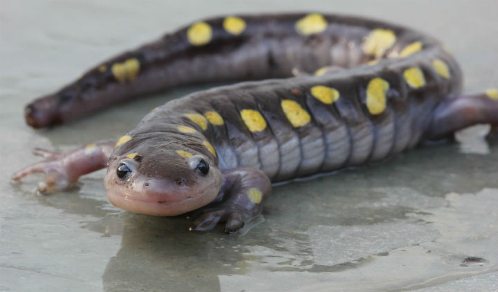 Spotted Salamander